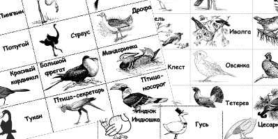 Игра Крокодил - карточки сптицами земли